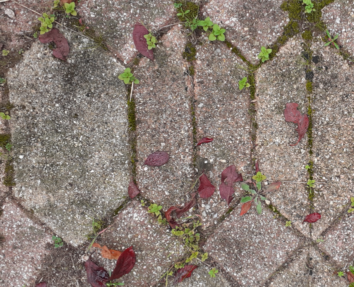 Pavé Autobloquant (Losange)